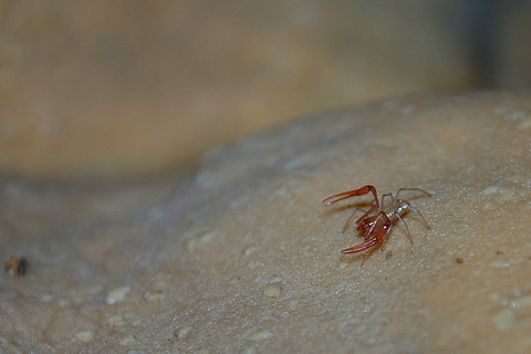 Chthonidae in grotta